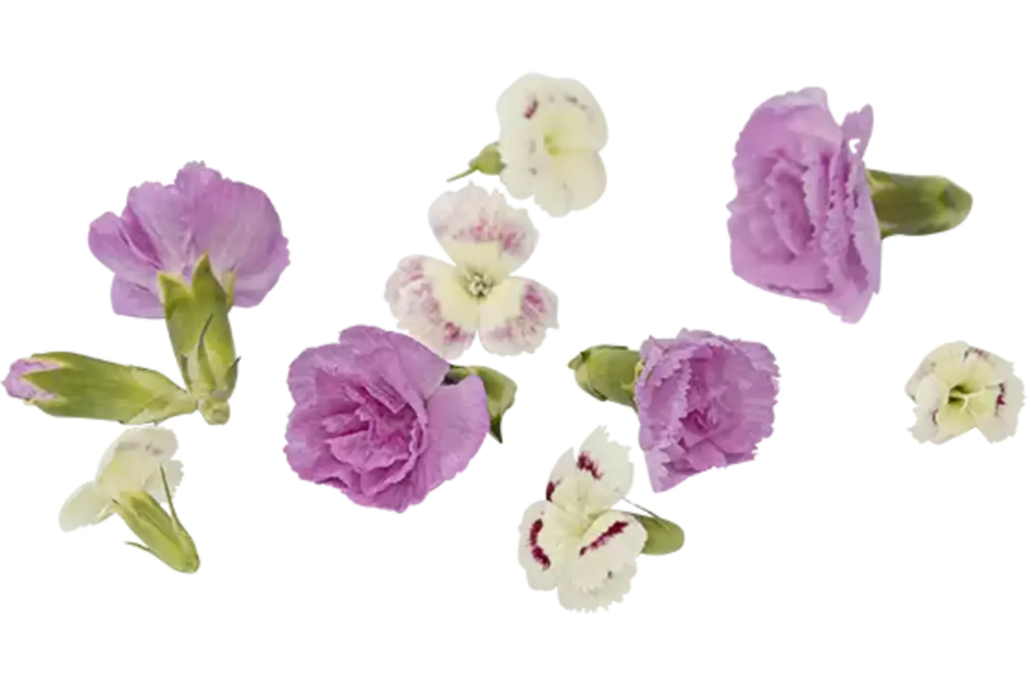 Eetbare bloem anjer mix 30 stuks